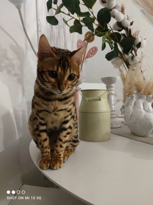 Bengal Kitten 