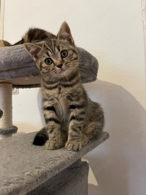 Reinrassige BHK Tabby Katze 