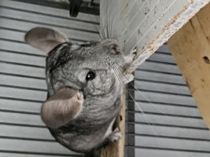 Chinchilla Bock