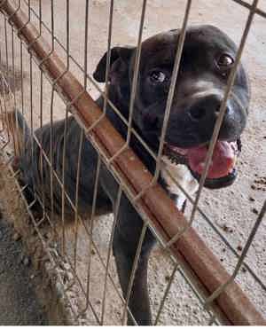 Don Juan ca. 55 cm   braucht ein besonderes Zuhause