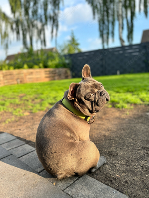 Deckrüde Französische Bulldogge