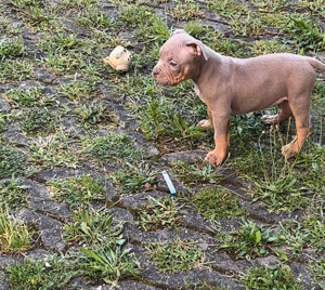 American bully pocket welpe