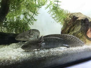 Axolotl Jungtiere