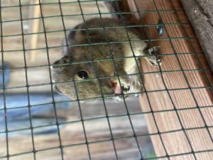 Chinesische BaumStreifenhHörnchen