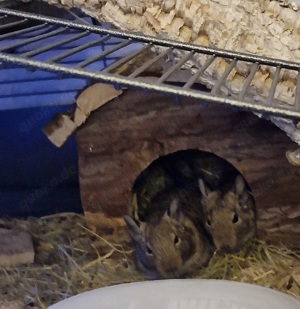 2 Degus zu verkaufen