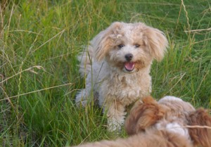 Sandy, Bolonka-Pudel (Doodle, Bollipoo) Hündin, 7 Monate alt.