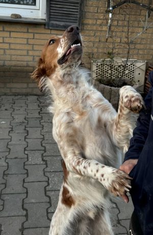 Pet,SetterMix - ist nun ein toller Begleiter,katzenfreundlich.Man muß mit ihm weiter trainieren. Bild 3