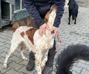 Pet,SetterMix - ist nun ein toller Begleiter,katzenfreundlich.Man muß mit ihm weiter trainieren. Bild 7
