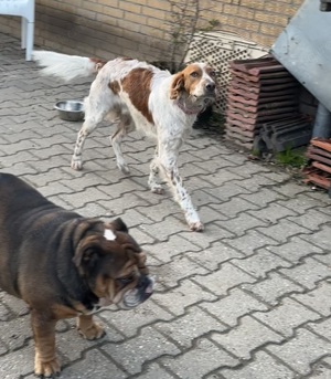 Pet,SetterMix - ist nun ein toller Begleiter,katzenfreundlich.Man muß mit ihm weiter trainieren. Bild 4