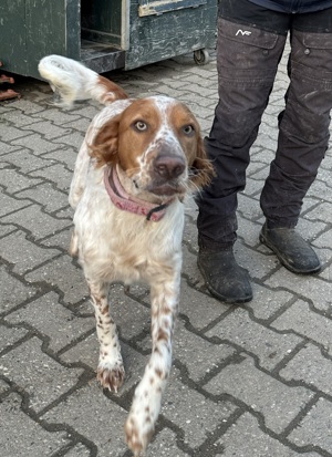Pet,SetterMix - ist nun ein toller Begleiter,katzenfreundlich.Man muß mit ihm weiter trainieren. Bild 6