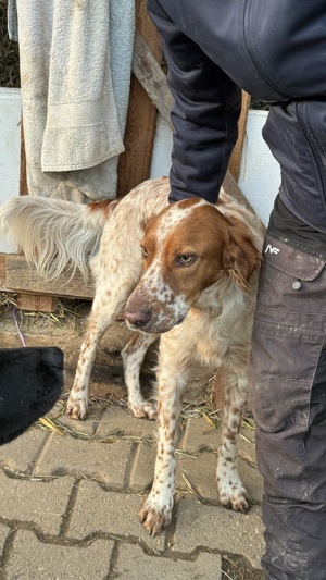 Pet,SetterMix - ist nun ein toller Begleiter,katzenfreundlich.Man muß mit ihm weiter trainieren. Bild 2