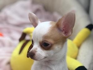 Reinrassiger Chihuahua