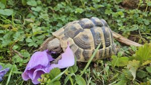 4 griechische Landschildkröten aus eigener NZ von 2015 und 2017 abzugeben 