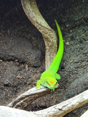 Gecko   Madagaskar Taggecko   Terrarium 