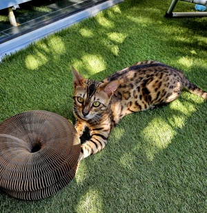 Bengal kater 1 Jahr kastriert