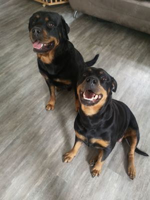 Rottweiler Welpen 