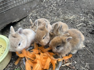 Kaninchen Zwergkaninchen zu vergeben 