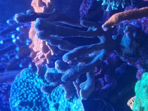 Montipora digitata silber