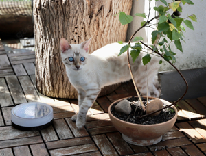 Exklusiver Bengal Kater mit Zuchtfreigabe