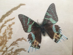 2 Schmetterlinge im Schaukasten, Urania Ripheus, Madagaskar Bild 2