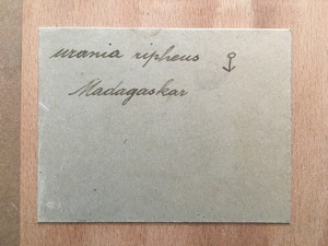 2 Schmetterlinge im Schaukasten, Urania Ripheus, Madagaskar Bild 4