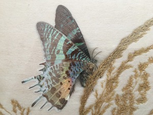 2 Schmetterlinge im Schaukasten, Urania Ripheus, Madagaskar Bild 3