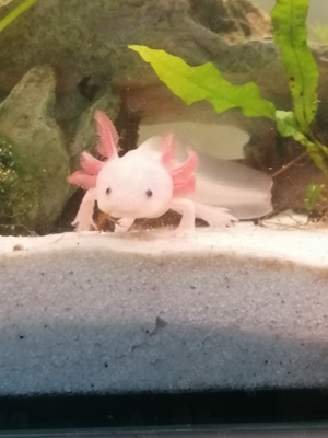 Axolotl Jungtiere 