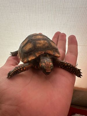 Verkauf von Chelonoidis denticulatus (Peruanische Waldschildkröte)