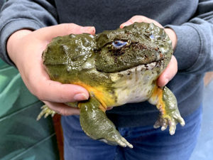 Verkauf von Pyxicephalus adspersus (Afrikanischer Grabfrosch)