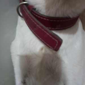 Milly - schenkst du ihr ein Zuhause für immer? Bild 5