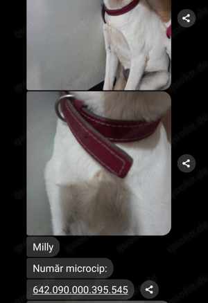 Milly - schenkst du ihr ein Zuhause für immer? Bild 6