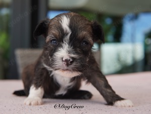 Chinese Crested Dog Welpen Powder Puff aus VDH Zucht