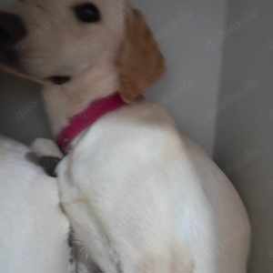 Manita sucht ein richtiges Zuhause für immer Bild 2