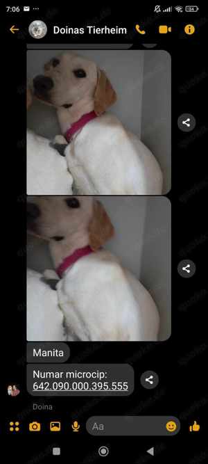 Manita sucht ein richtiges Zuhause für immer Bild 4