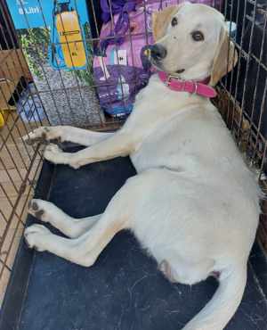 Manita sucht ein richtiges Zuhause für immer Bild 3