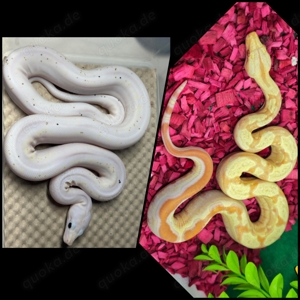 1.1 Boa Pärchen Super Fire het Albino & Albino Jungle IMG Pos Leopard Pos Anery 