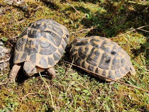 3 wunderschöne Griechische Landschildkröten (Westrasse aus der Toskana) abzugeben