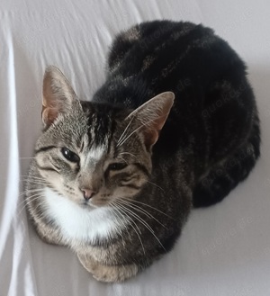 kater sucht ein neues zuhause