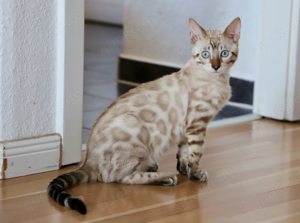 KRÄFTIG & GESUND Bengal Kater mit Zuchtfreigabe 4 Monate