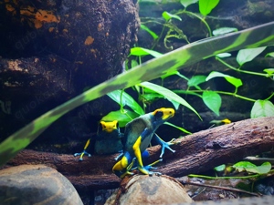 0.0.5 dendrobates tinctorius tumucumaque 