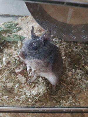 Liebe Degudame sucht Gruppe oder Degu