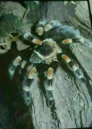 Vogelspinne Poster Brachypelma Bild Deko