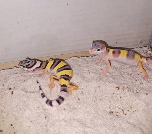 Leopard Geckos