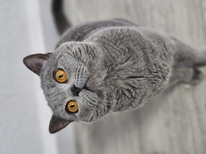 Deckkater BKH Blau Blutgruppe A hat noch Termine frei für Katzen Damen