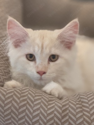 Maine Coon Mädchen 