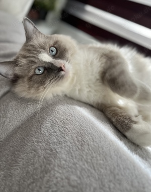 Junger Ragdoll Kater 