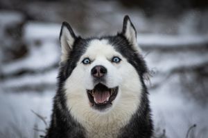 Hobbyfotograf   Fotograf für Hunde   Tierfotografie in Schwarzenbek