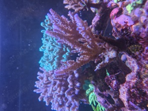 Acropora blau - Ableger