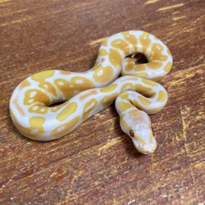 1,0 Lavender Albino Mojave, NZ 2024