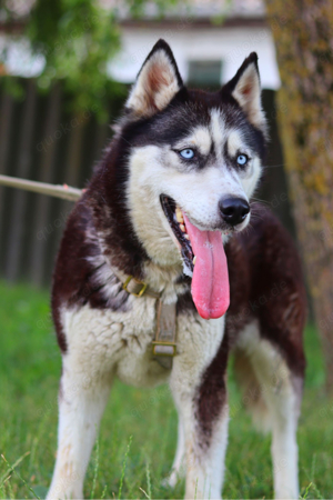 Maya, fröhliche Husky-Hündin, ca. 7 Jahre, ca. 52 cm, ca. 20 kg